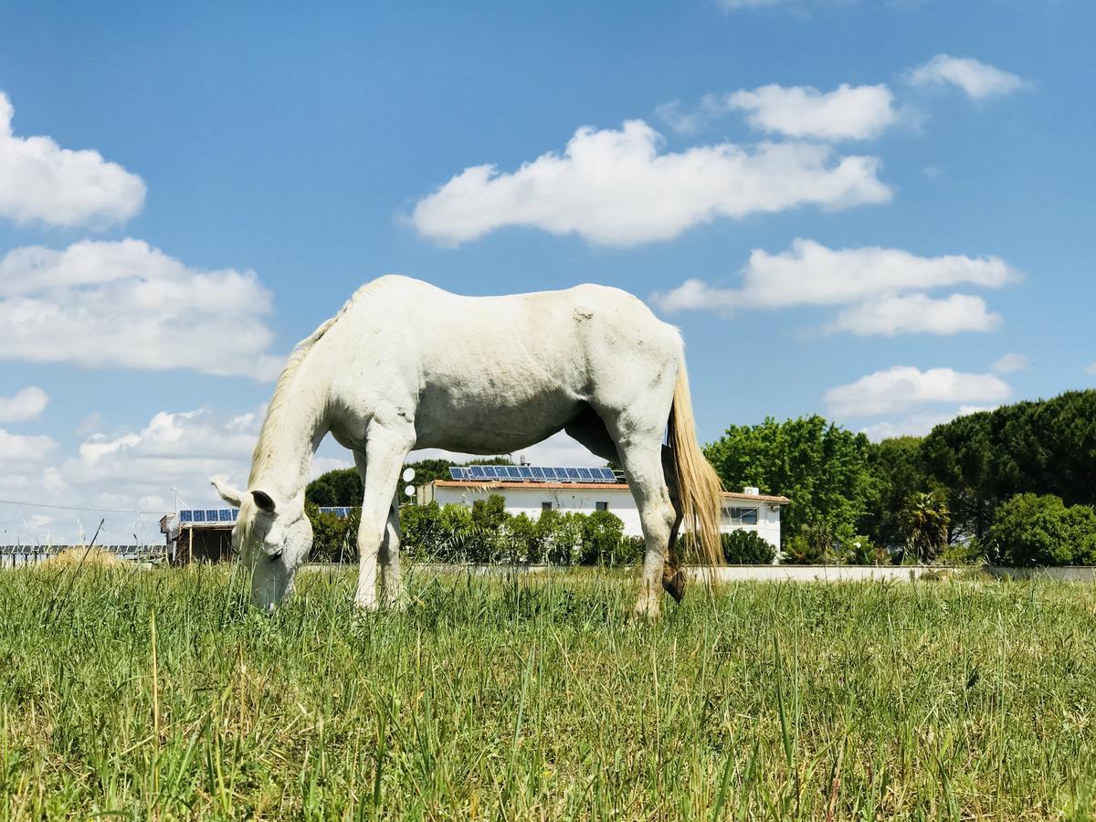 Masseria Nel Sole Hotel Лучера Екстериор снимка